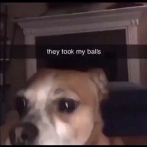 Meet your Posher, Max